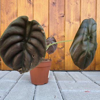 Alocasia cuprea (Alokázia cuprea) ´RED SECRET´ - výška 20-30 cm, kont. C1L